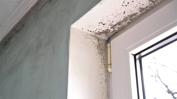 Best Best Mold Removal Companies  in West Salem, OH