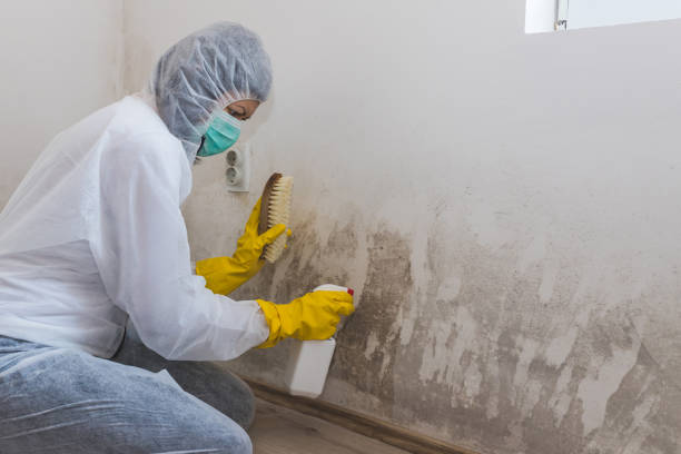 Best Mold Removal Process  in West Salem, OH