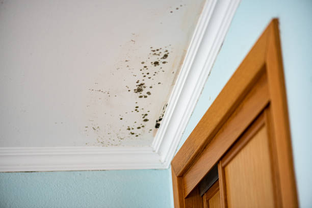 Best Certified Mold Removal  in West Salem, OH