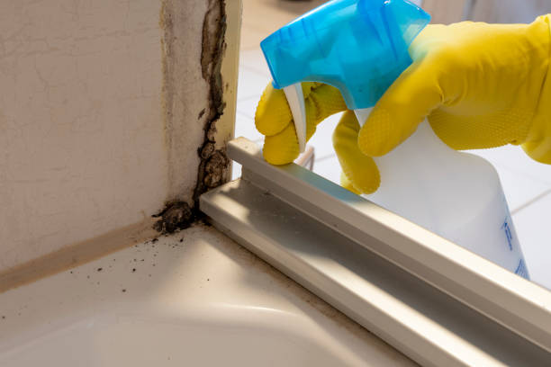 Best Mold Cleaning Services  in West Salem, OH