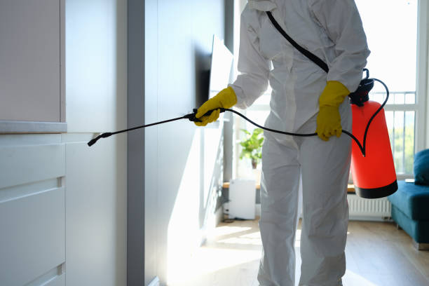 Attic Mold Removal in West Salem, OH