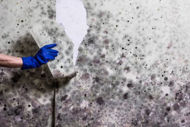 Mold Removal Process in West Salem, OH