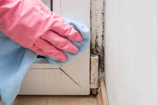Best Mold Remediation Services  in West Salem, OH