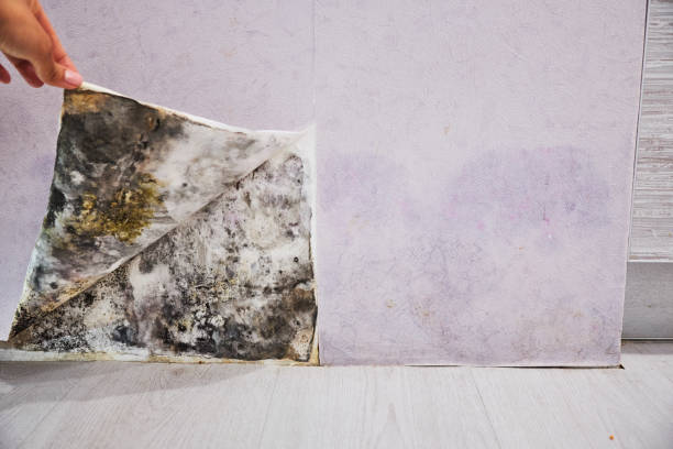Best Mold Testing  in West Salem, OH